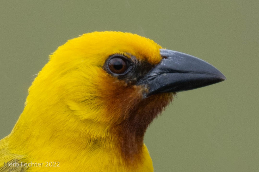 Southern Brown-throated Weaver - ML570537771