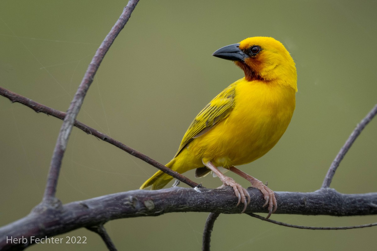 Southern Brown-throated Weaver - ML570537781