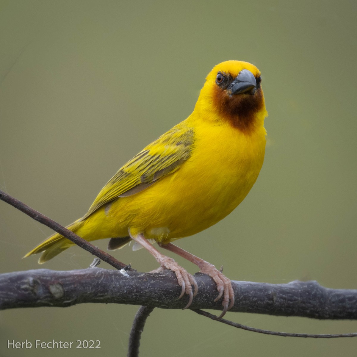 Southern Brown-throated Weaver - ML570537791