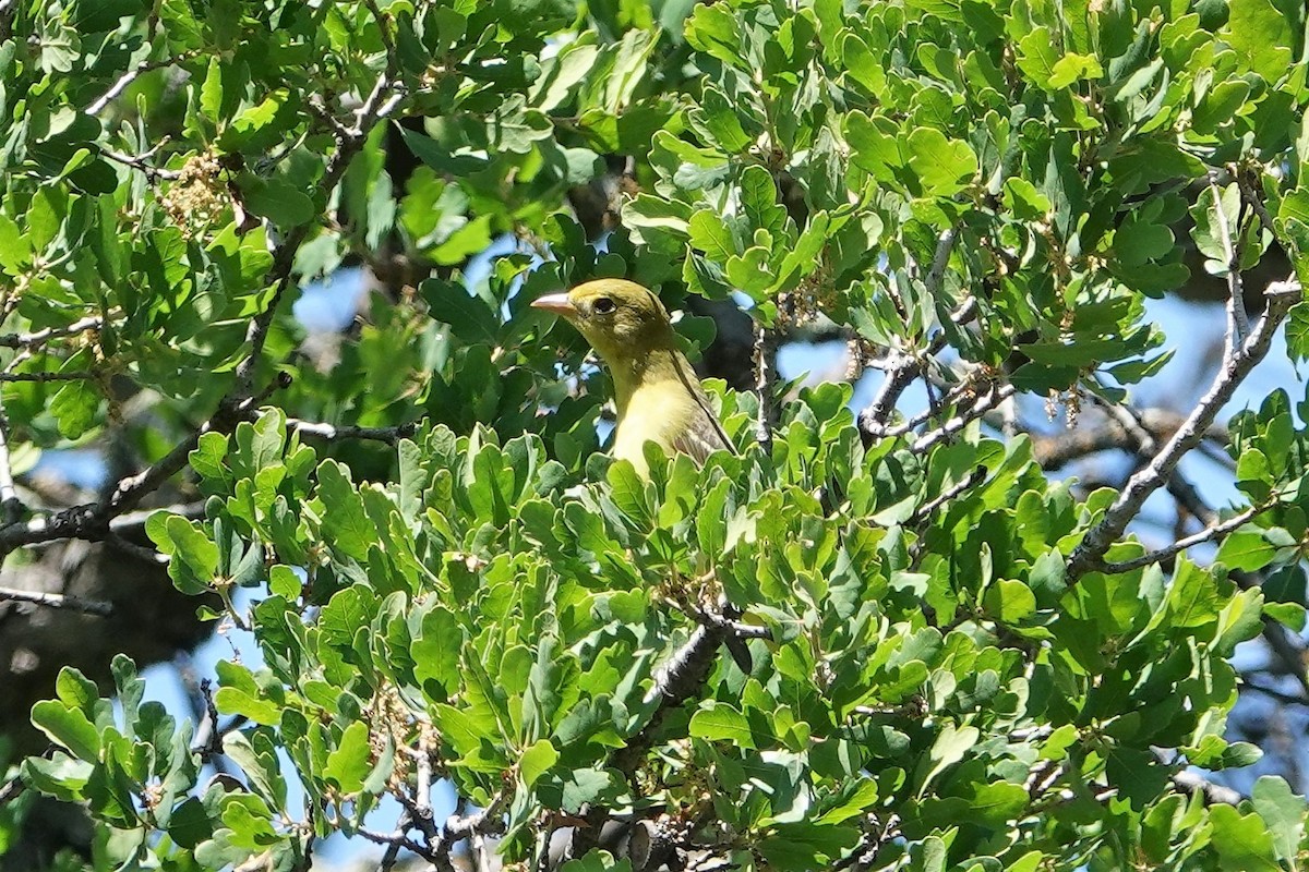 Western Tanager - ML570546981