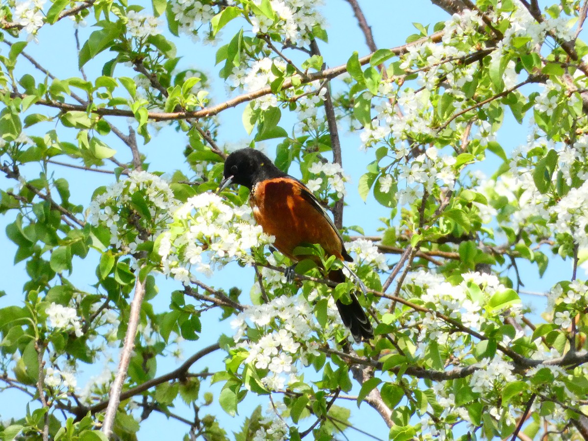 Orchard Oriole - ML570548981