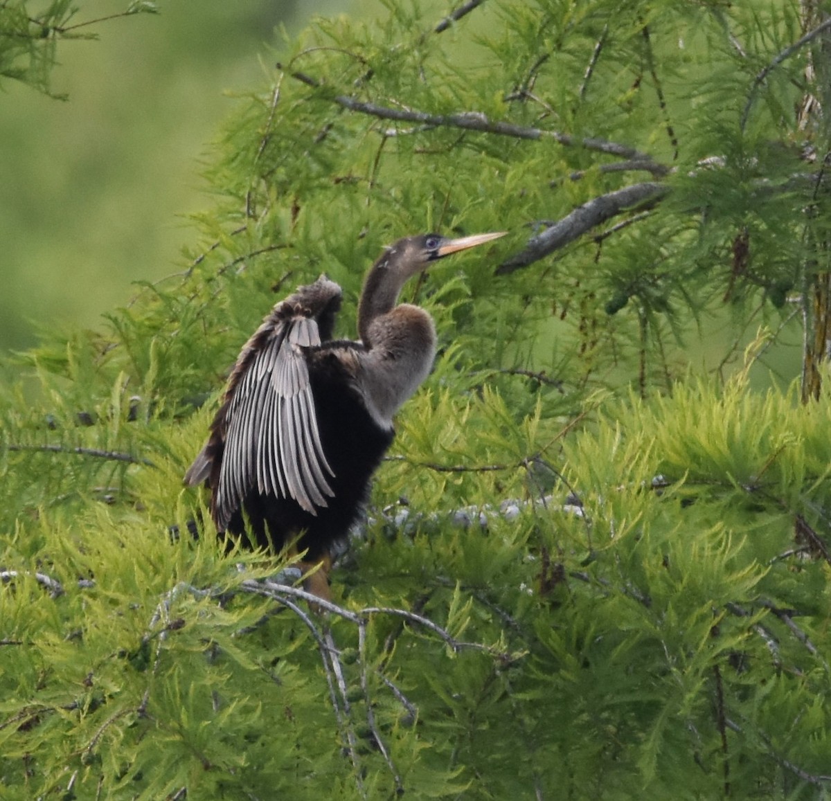 eBird Checklist 11 May 2023 Stumpy Lake Natural Area 7 species