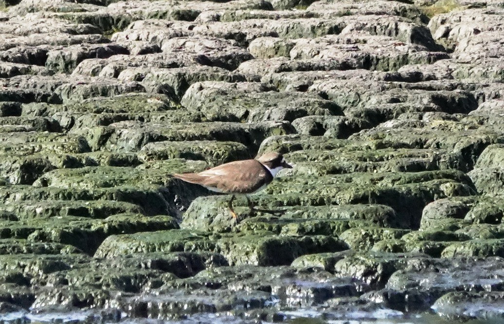 Semipalmated Plover - ML570566251