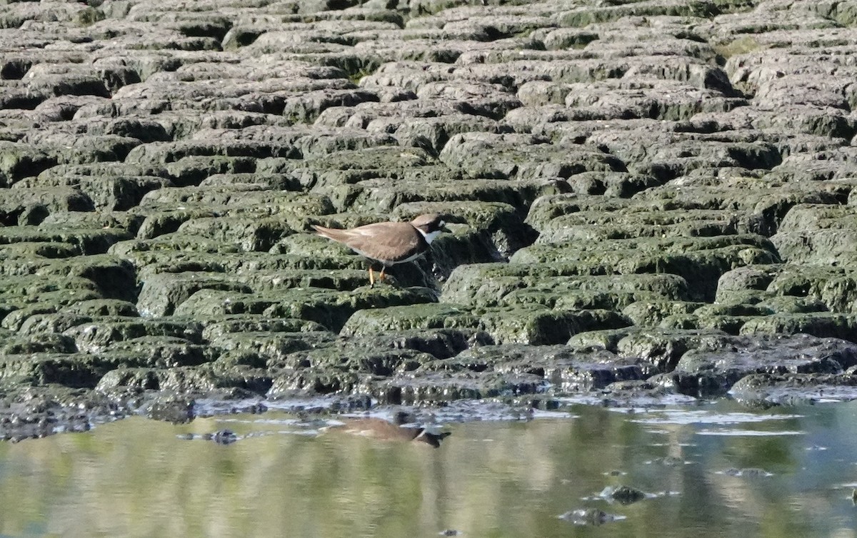 Semipalmated Plover - ML570566261