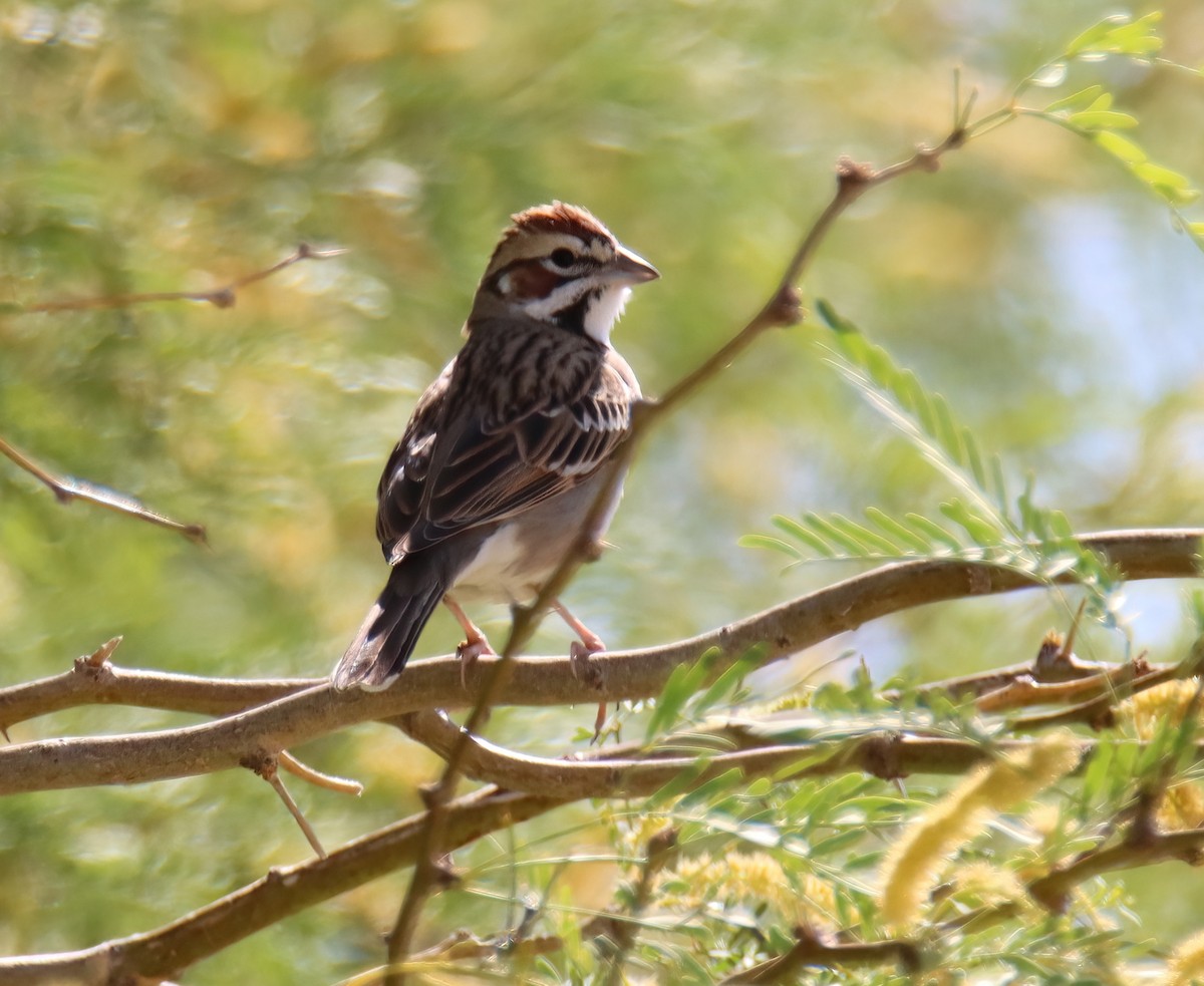Lark Sparrow - Sally Veach