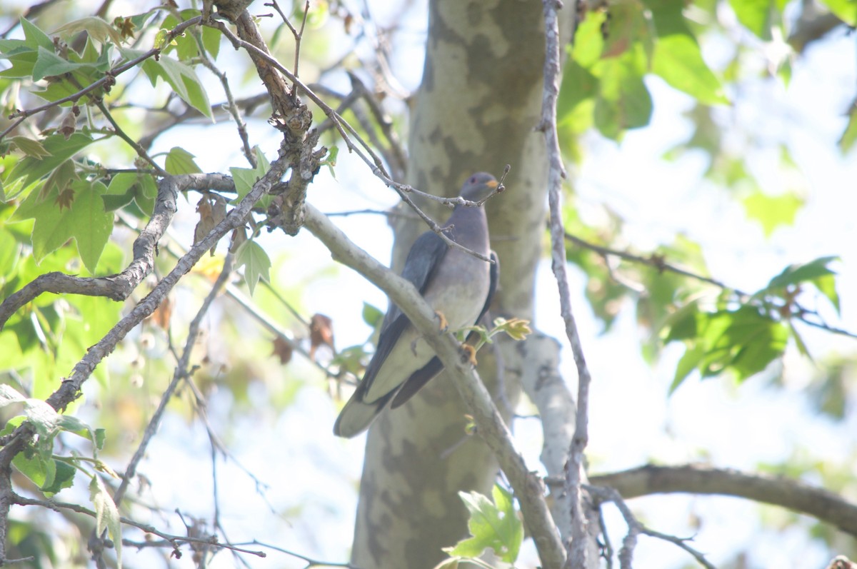 Band-tailed Pigeon - Drew Beamer
