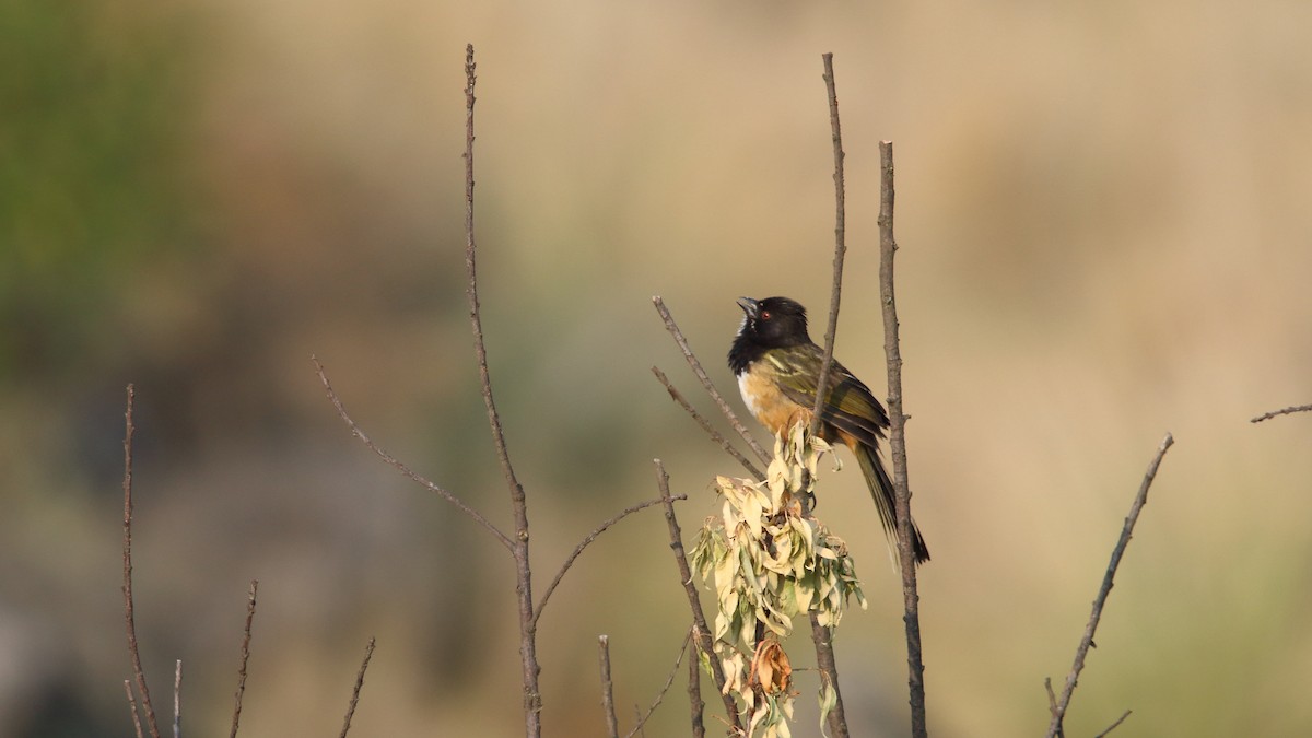 Spotted Towhee (Olive-backed) - ML570579091