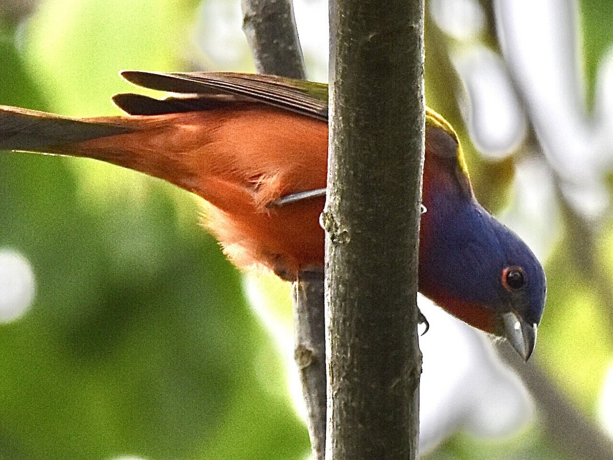 Painted Bunting - ML570579491