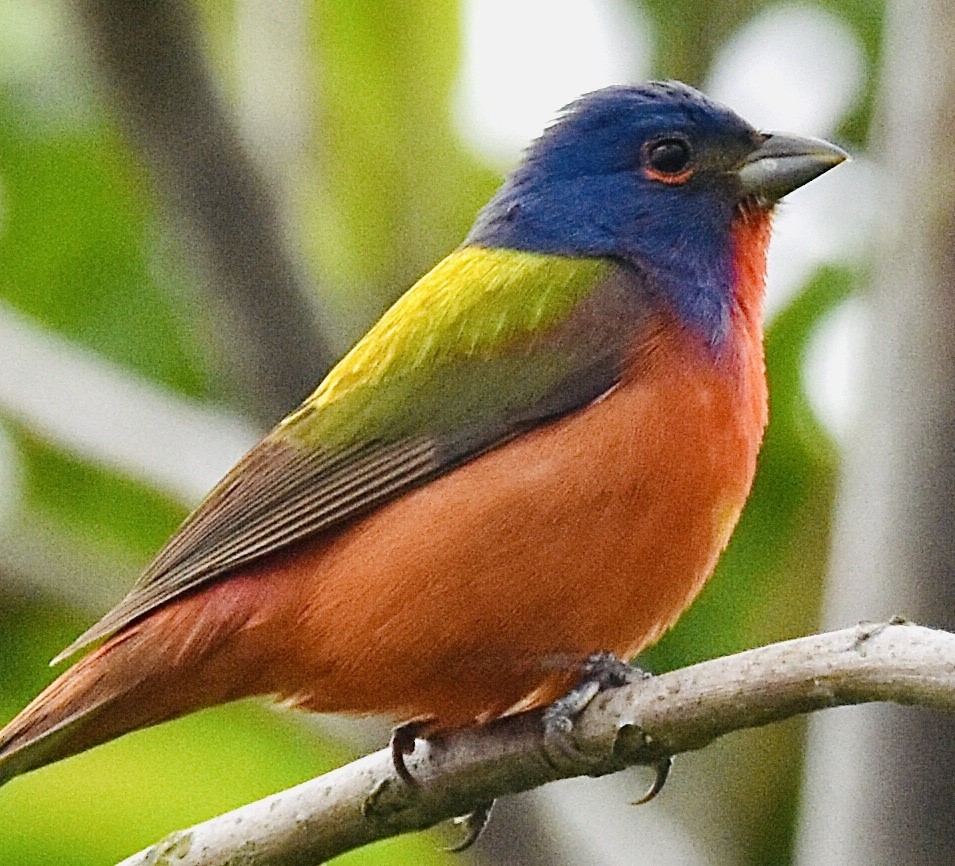Painted Bunting - ML570579561
