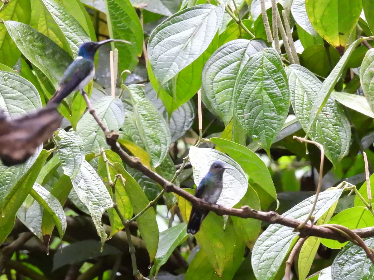 Blue-chested Hummingbird - ML570582201