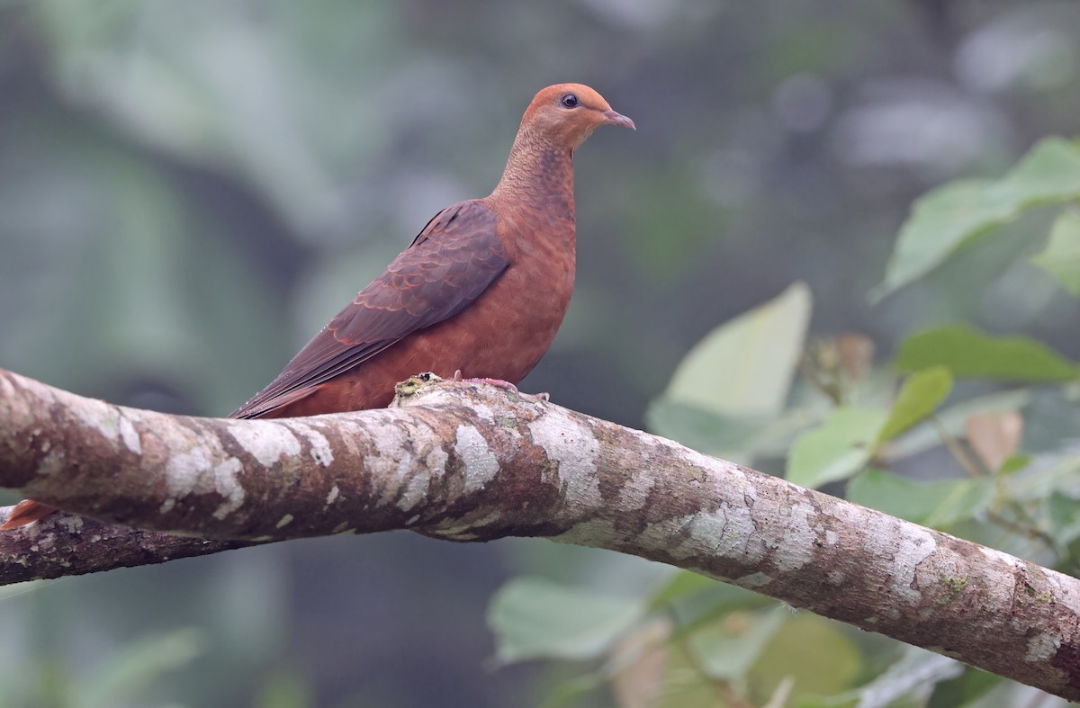 Philippine Cuckoo-Dove - ML570583201