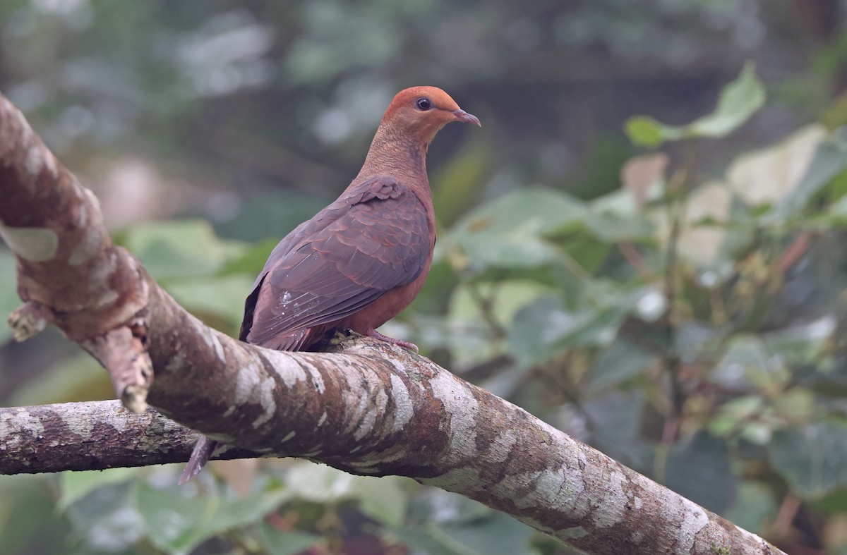 Philippine Cuckoo-Dove - ML570583211