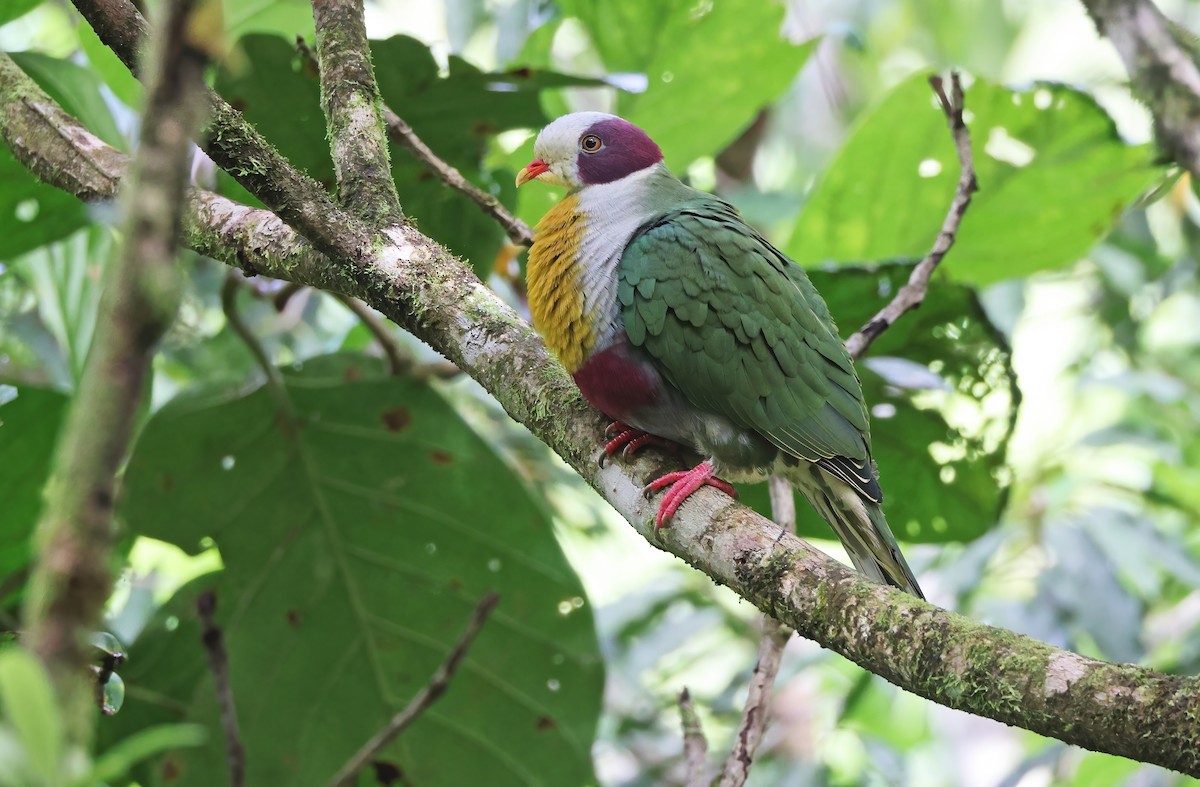 Yellow-breasted Fruit-Dove - Robert Hutchinson