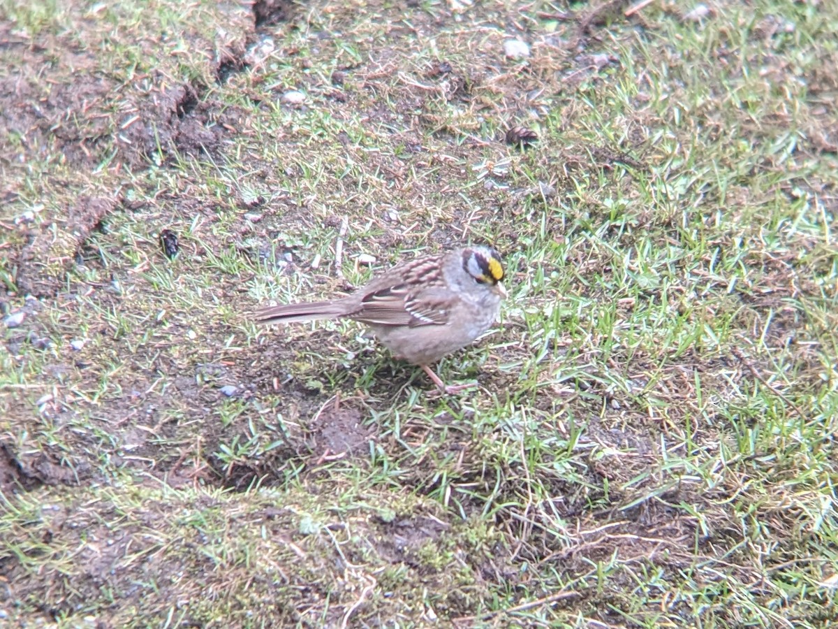 White-crowned x Golden-crowned Sparrow (hybrid) - ML570589251