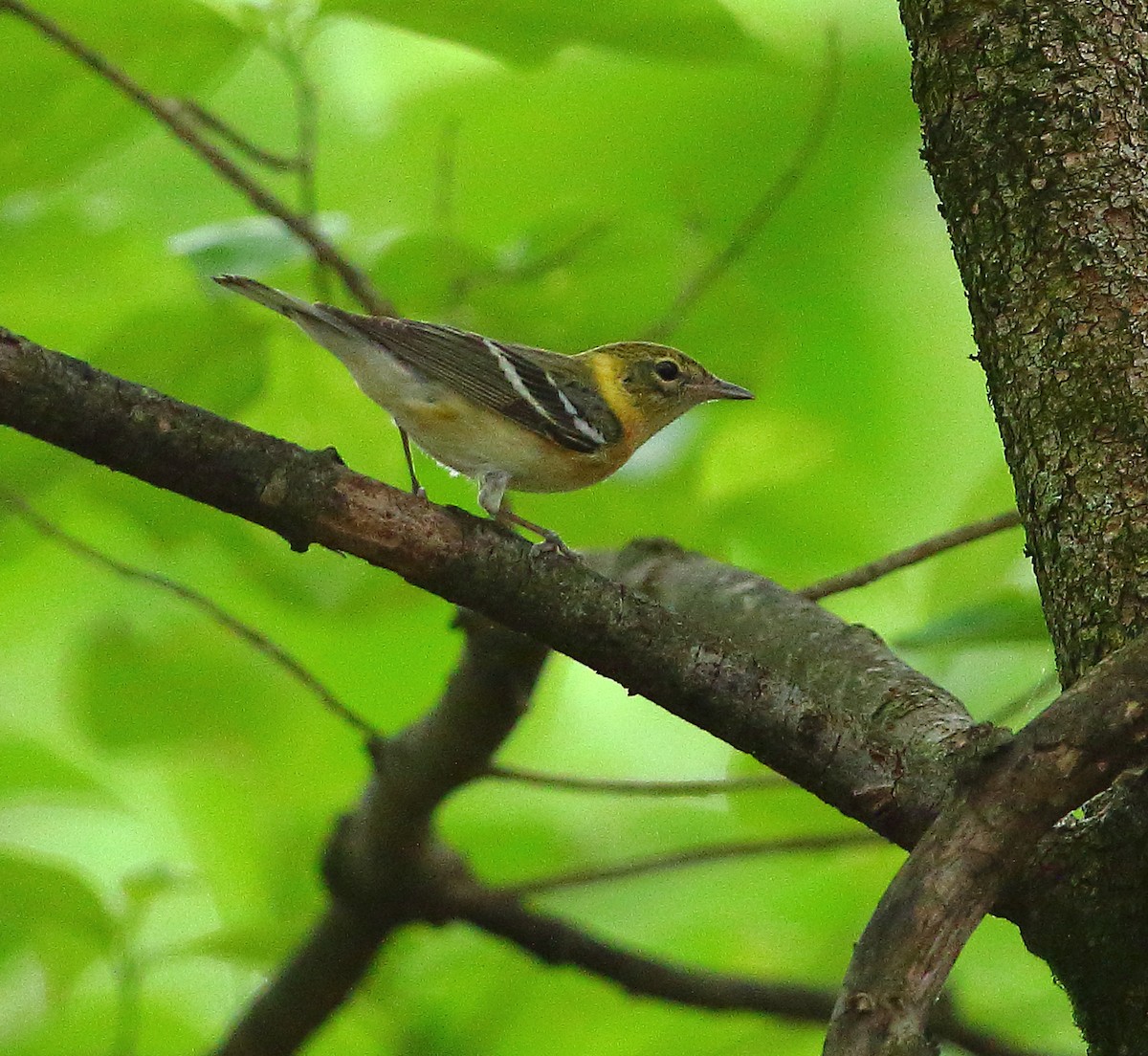 Bay-breasted Warbler - ML570591791