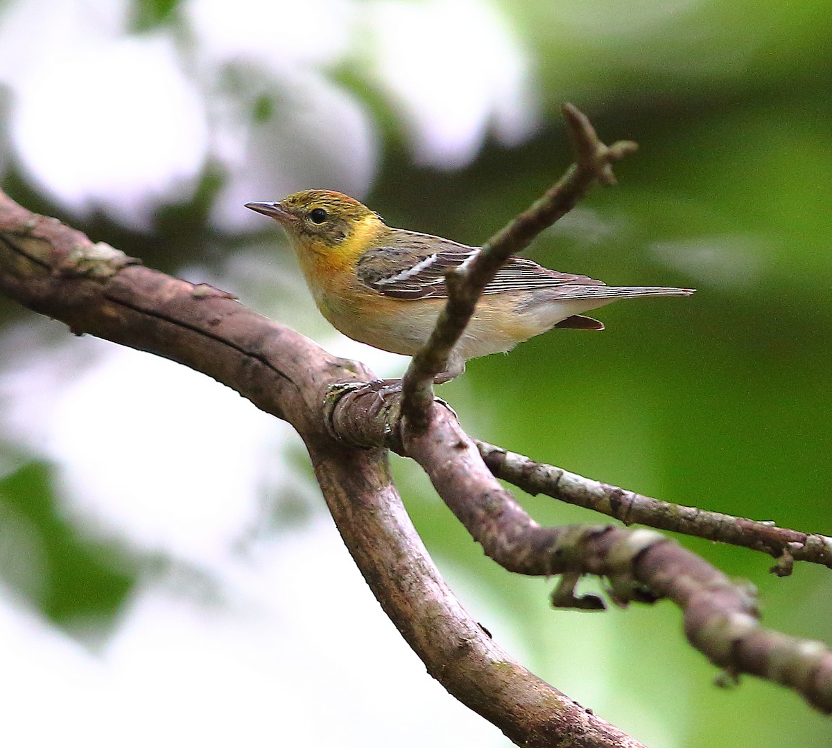 Bay-breasted Warbler - ML570591841
