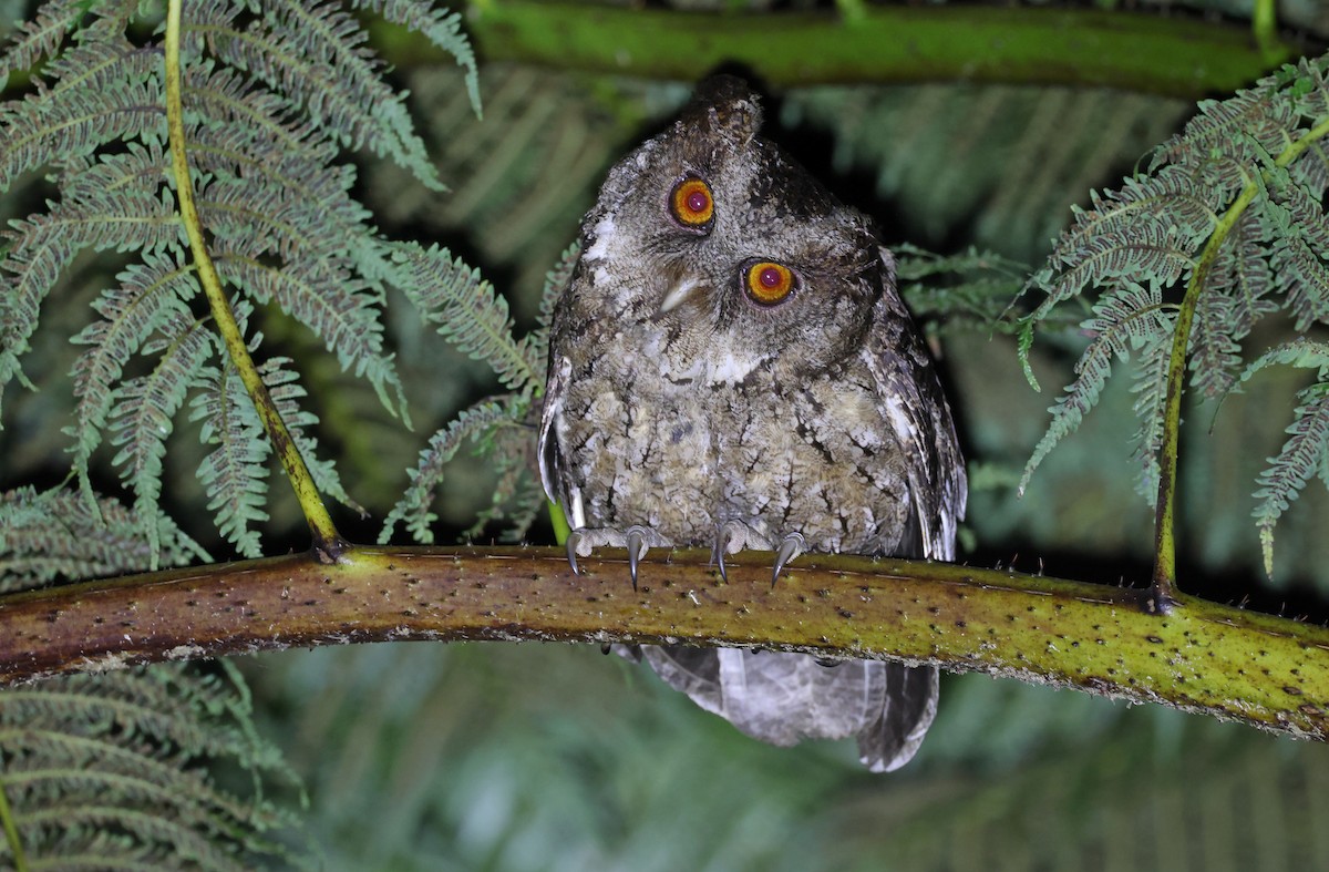 Philippine Scops-Owl - Robert Hutchinson