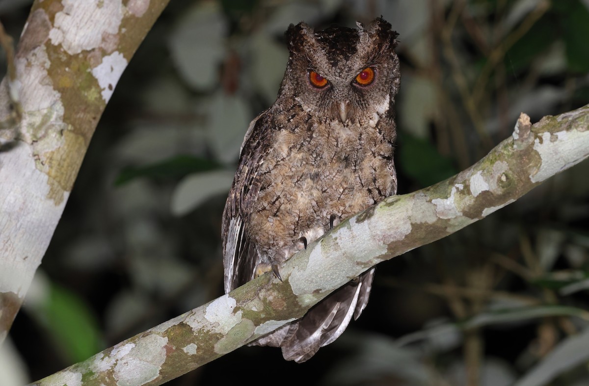 Philippine Scops-Owl - ML570592191