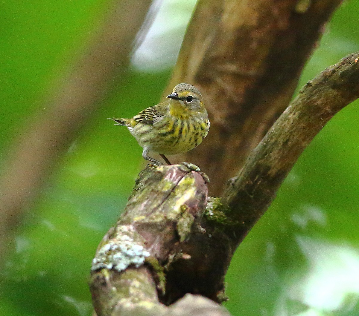 Cape May Warbler - ML570592861