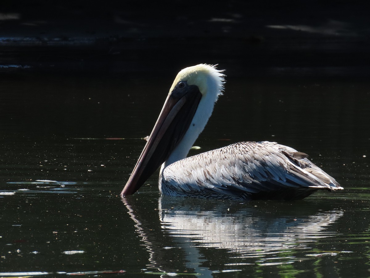 pelikán hnědý - ML570595991