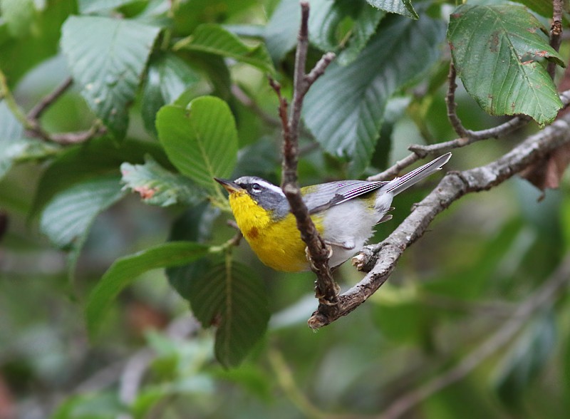 Crescent-chested Warbler - ML57059921