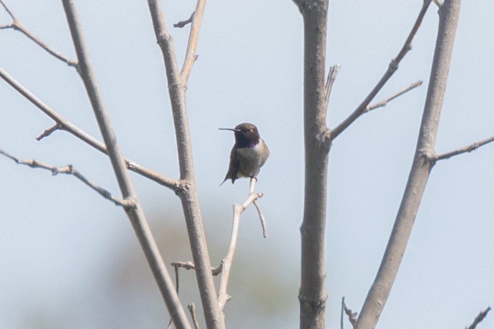 Black-chinned Hummingbird - Vinayak Hebbagil