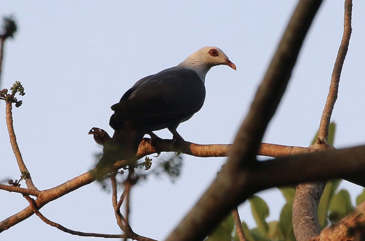 Andaman Wood-Pigeon - ML570599921