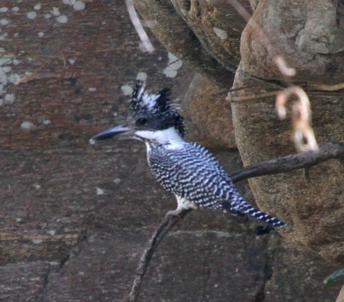 Crested Kingfisher - ML570600161