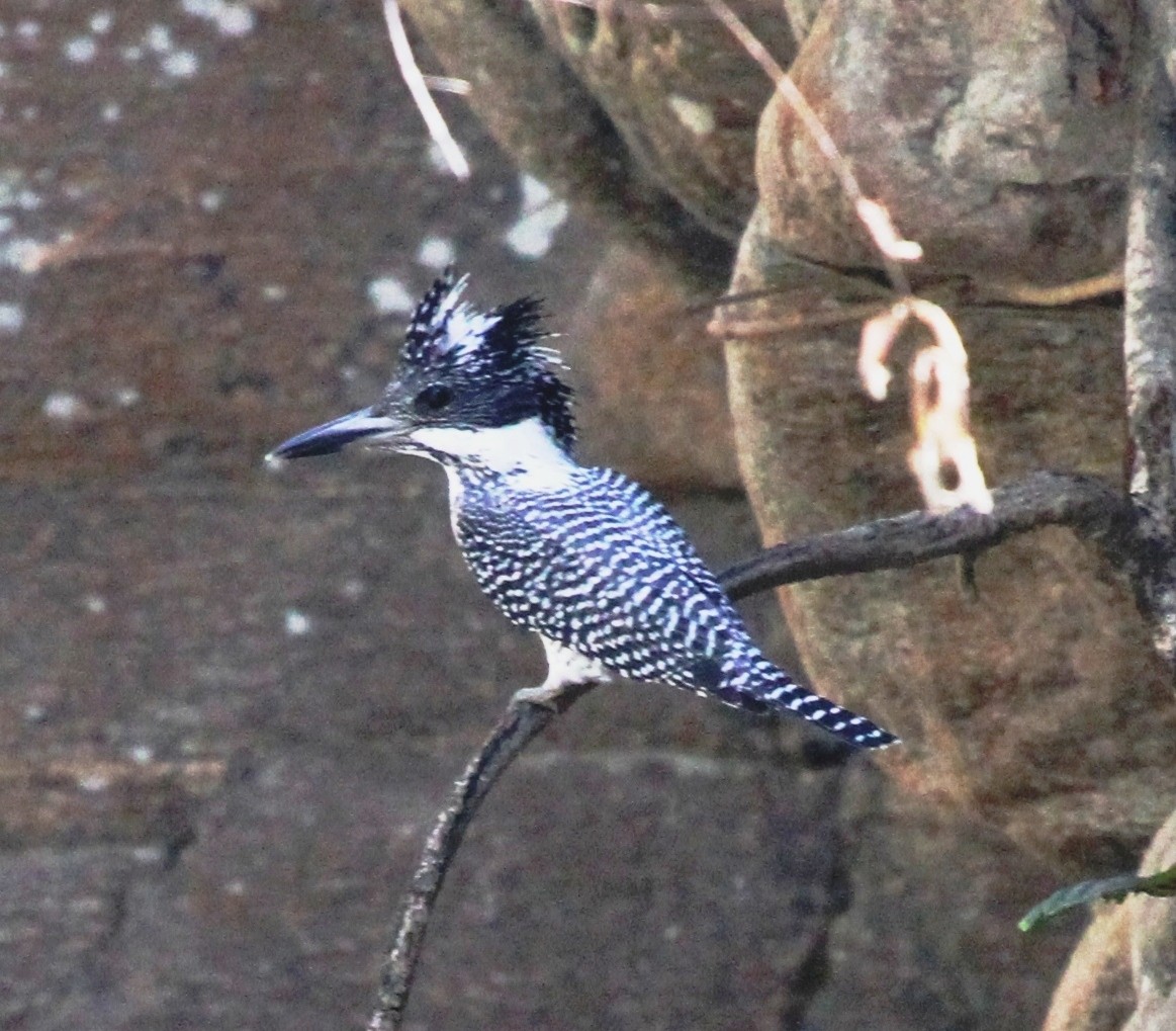 Crested Kingfisher - ML570600191