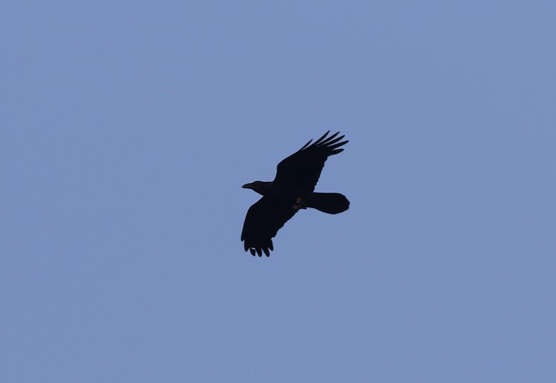 Common Raven - ML57060031