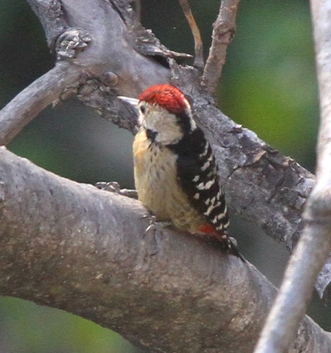 Fulvous-breasted Woodpecker - ML570601781