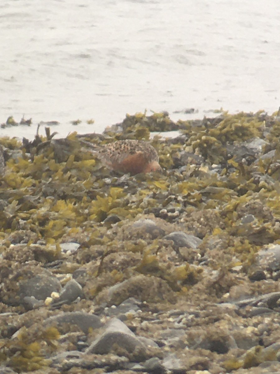 Red Knot - ML570602731