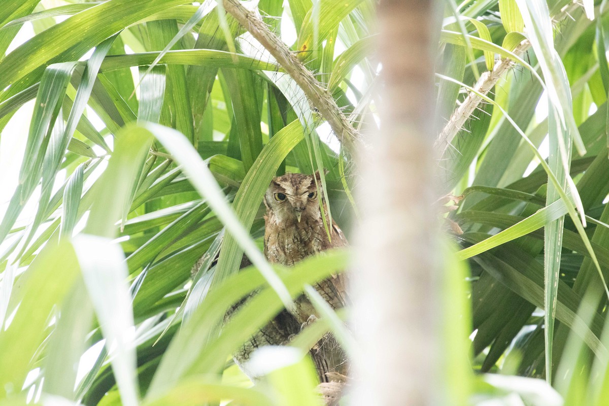 Tropical Screech-Owl - Braden Collard