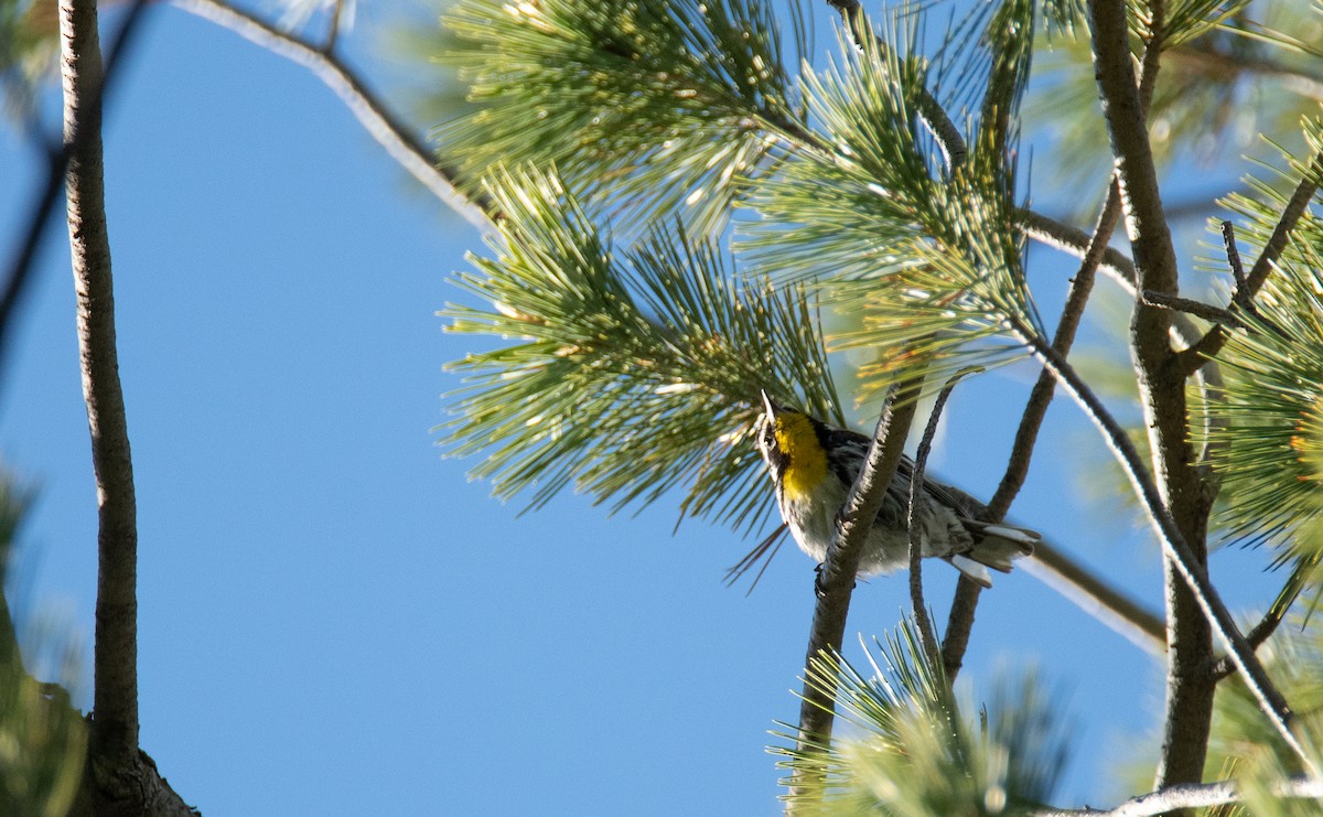 Yellow-throated Warbler - Levi Plummer