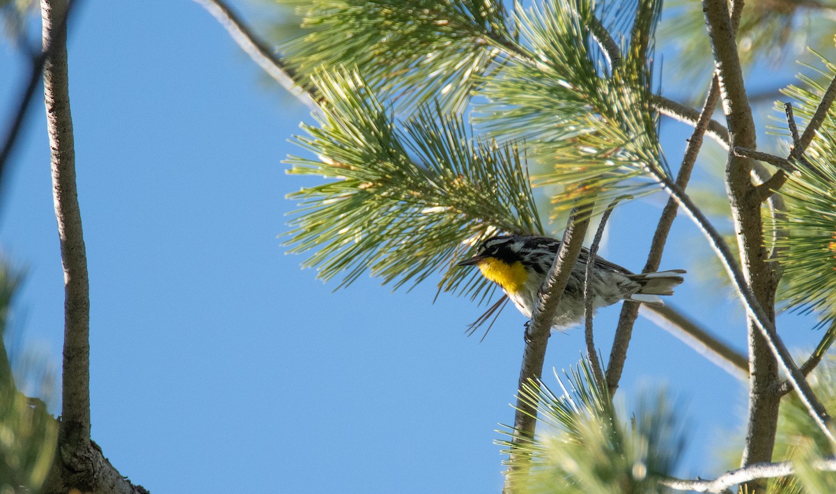 Yellow-throated Warbler - Levi Plummer