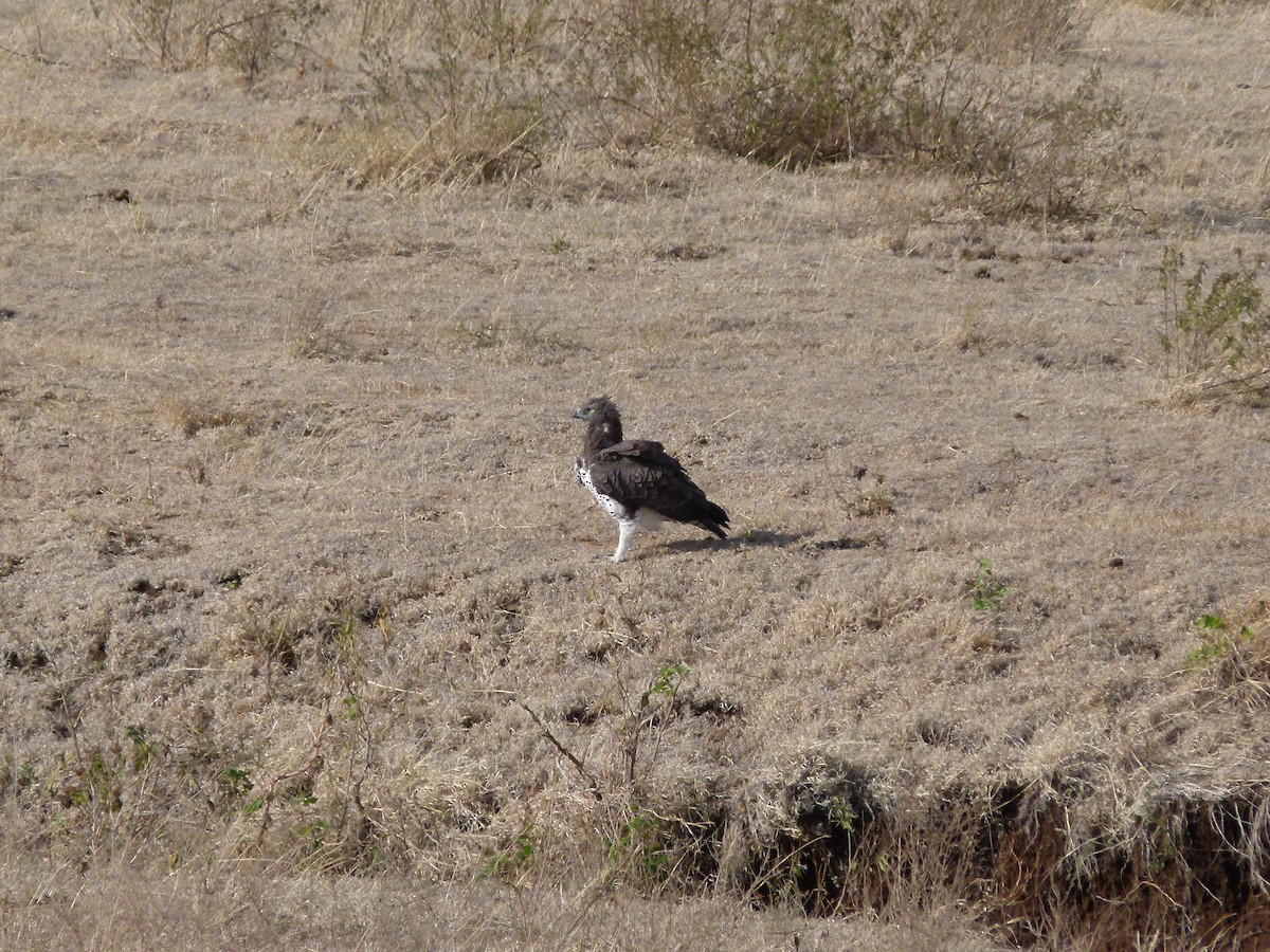 Martial Eagle - Ross Bowie