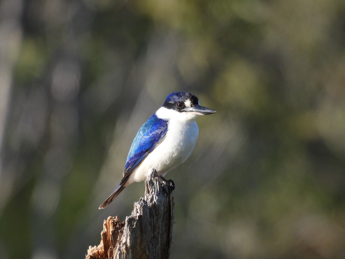 Forest Kingfisher - ML570611681