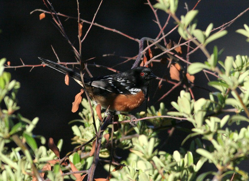 Spotted Towhee - ML570612001