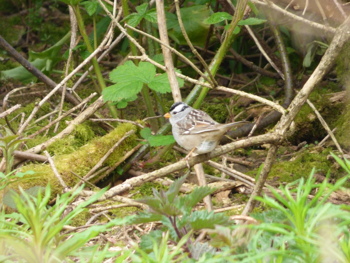 White-crowned Sparrow - ML570612791