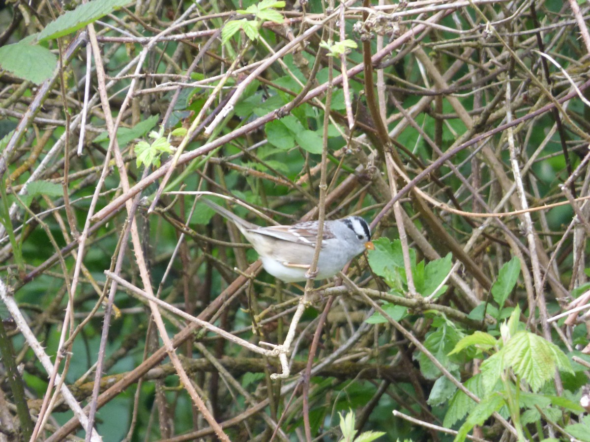 White-crowned Sparrow - ML570612811