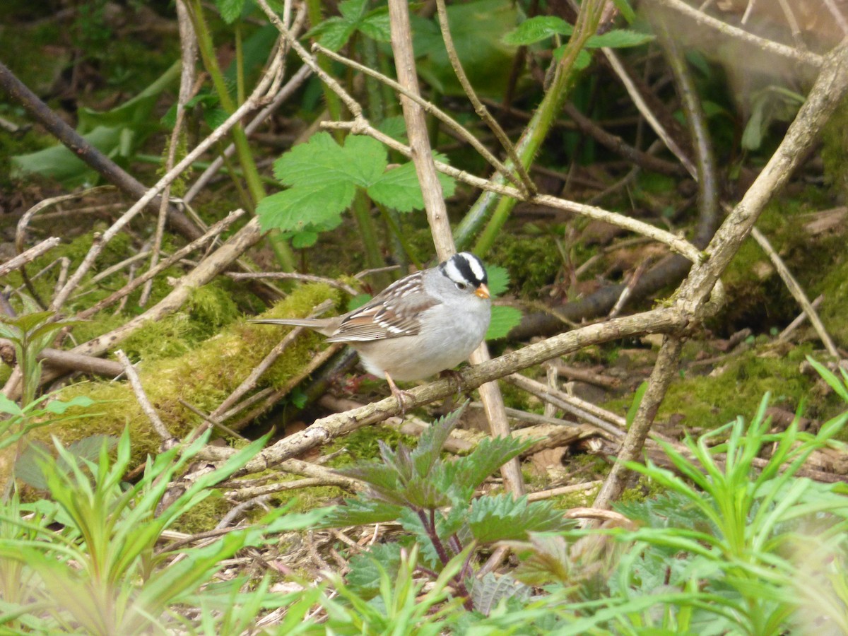 White-crowned Sparrow - ML570612821