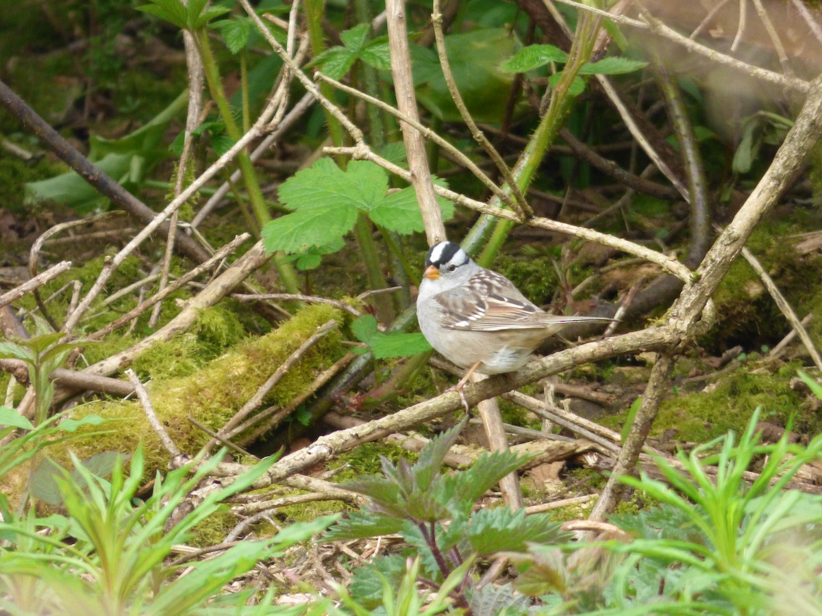 White-crowned Sparrow - ML570612831