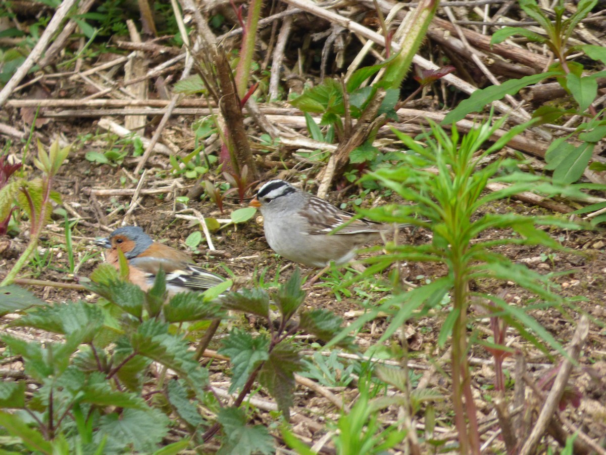 White-crowned Sparrow - ML570612841