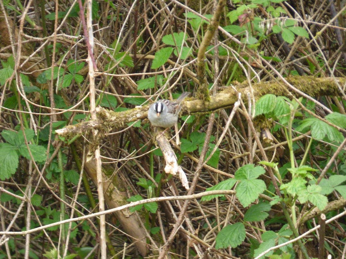 White-crowned Sparrow - ML570612861