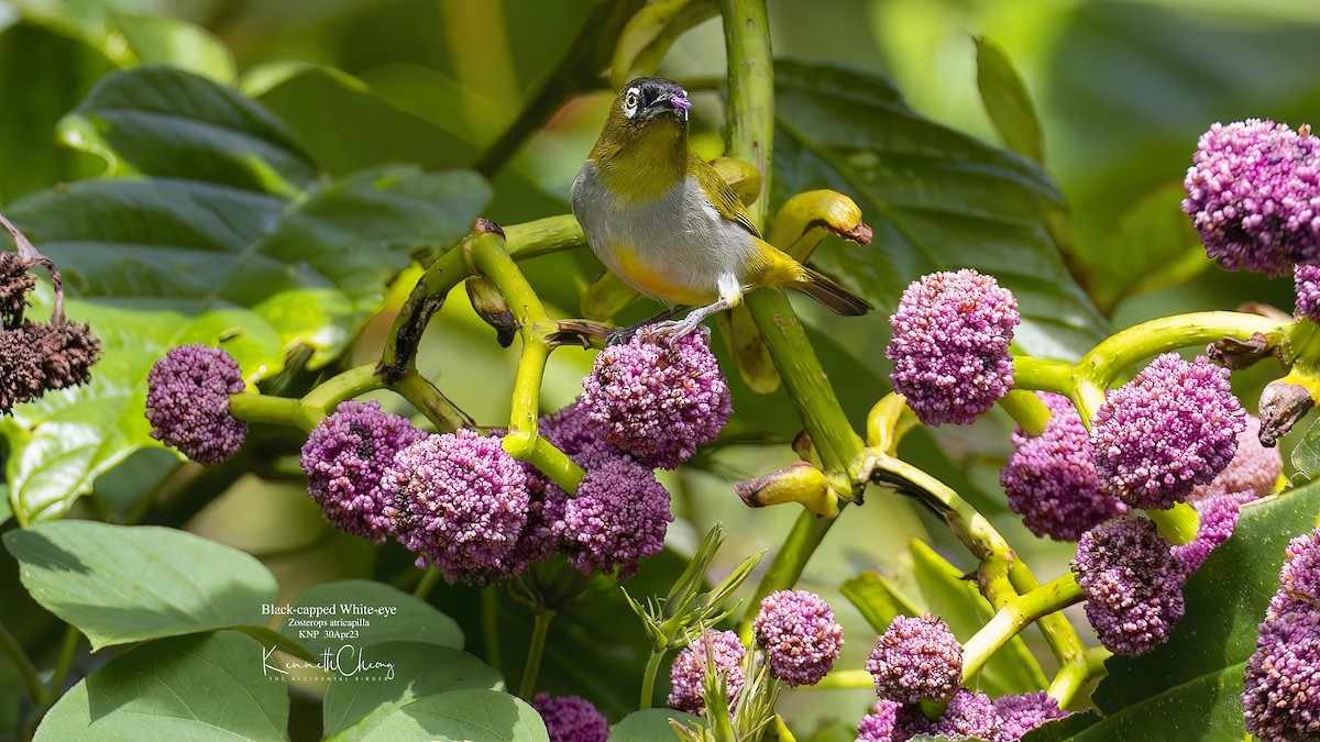 Black-capped White-eye - ML570614191