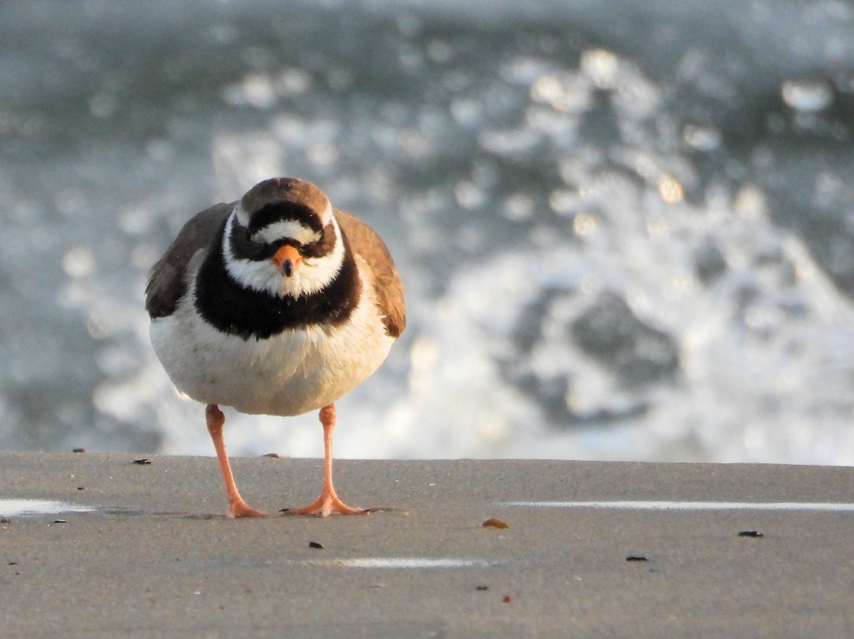 Common Ringed Plover - ML570614341