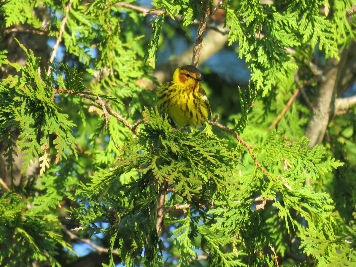 Cape May Warbler - ML570617841