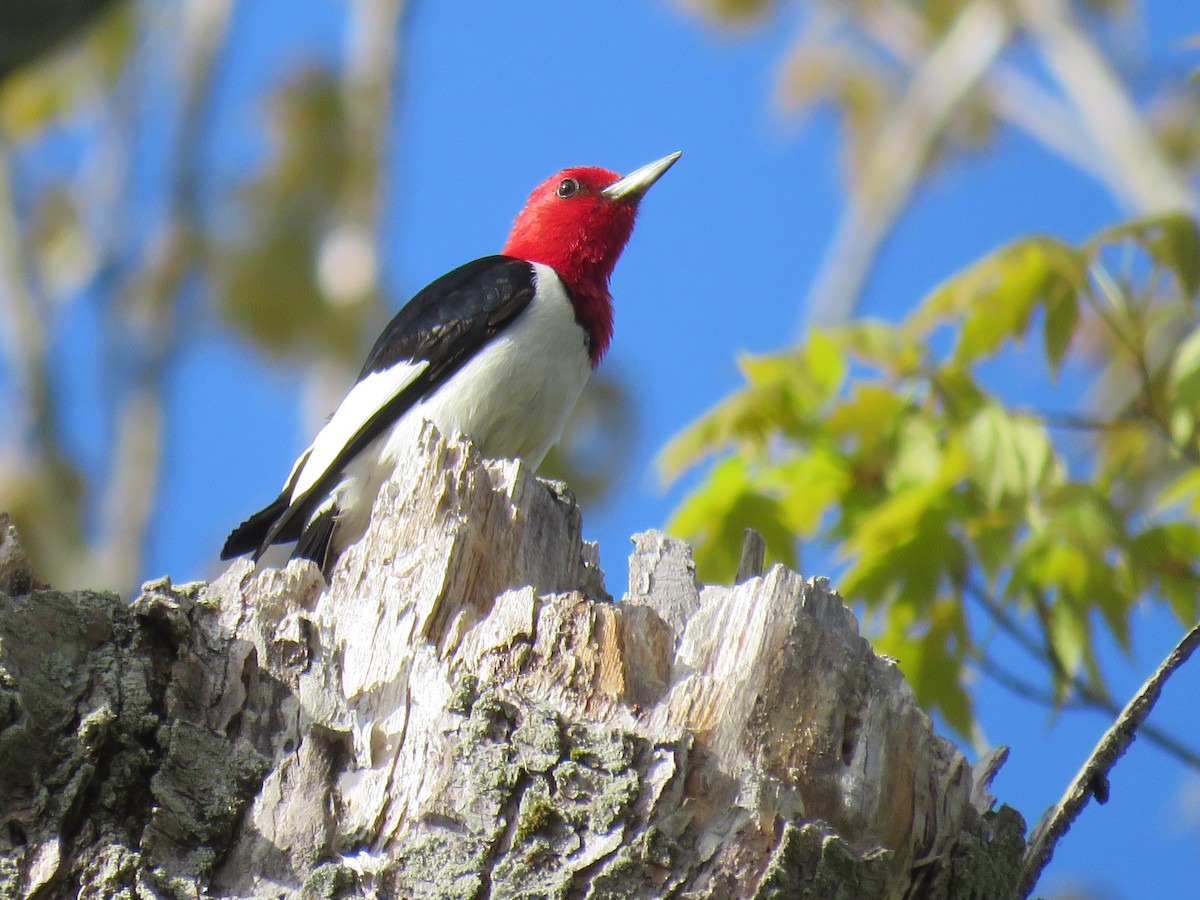 Red-headed Woodpecker - ML570618221
