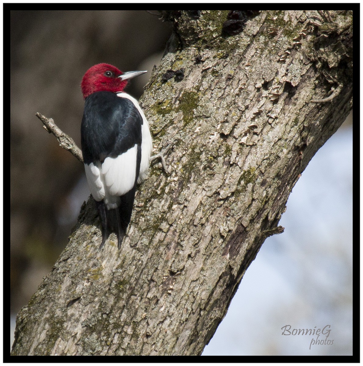 Red-headed Woodpecker - ML57061941