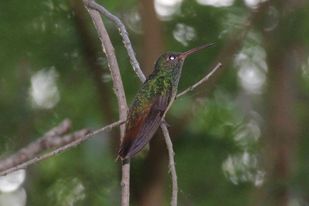 Buff-bellied Hummingbird - ML57062041